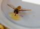 Schwebefliege beim Honig schlürfen