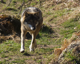 Wolf laufend (Tierpark Goldau)